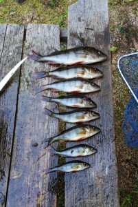 Perch, ready to be gutted