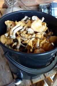 A bucket of Chanterelles, still fresh from the forest