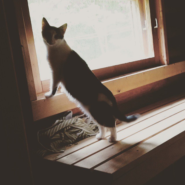 Kissi von Kissinkäinen's Cat Food (This is a Test Post)